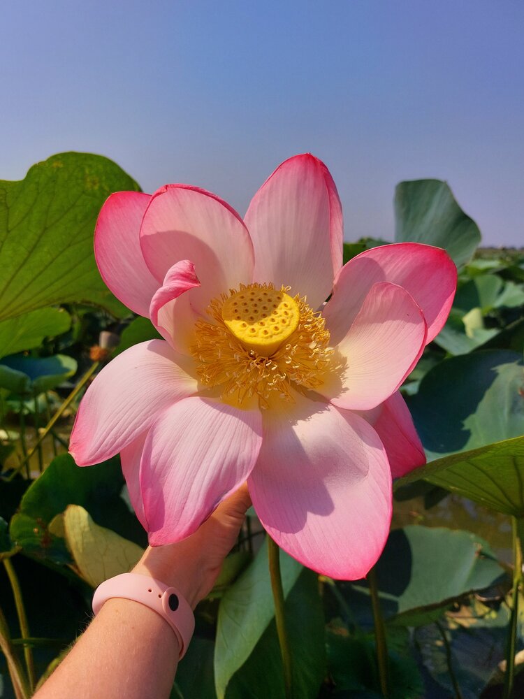 Photograph by Юлия Шумейко