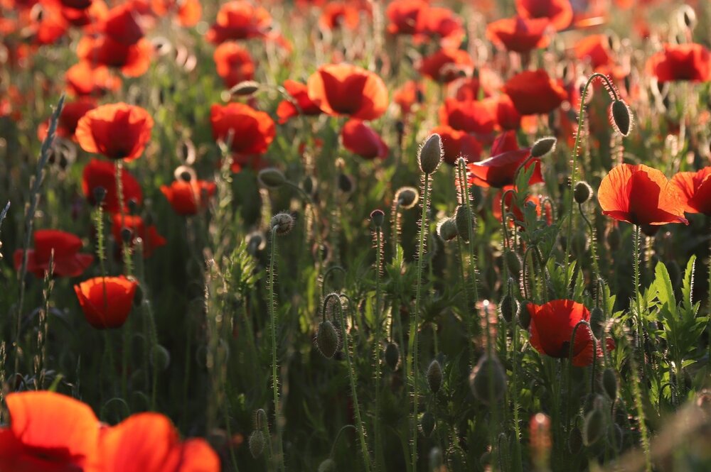 Wild Poppy Field