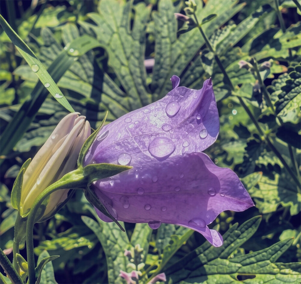 Photograph by Елена Сарафанова