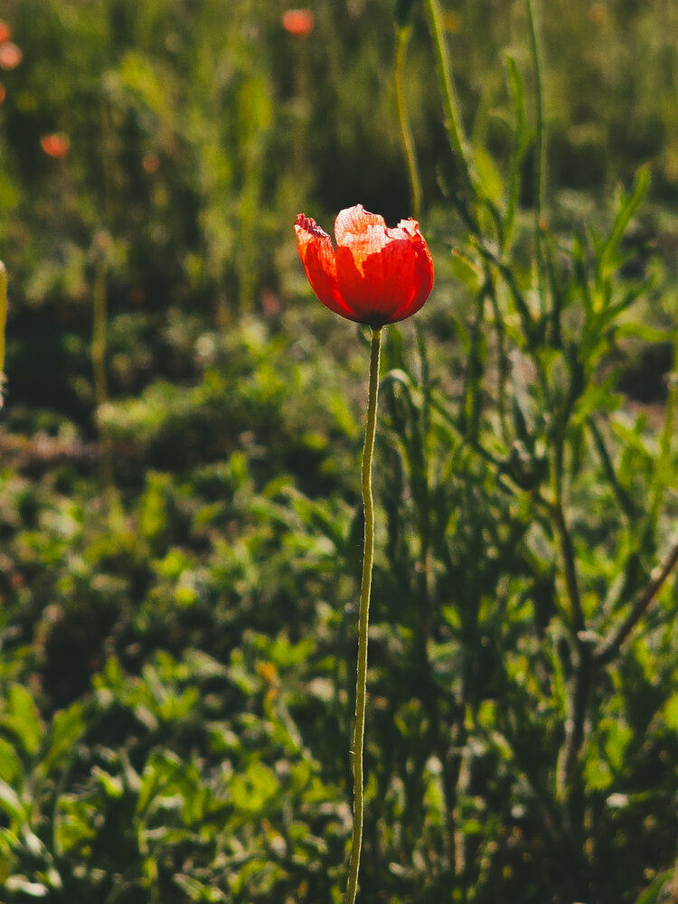 Photograph by Александра Воронина