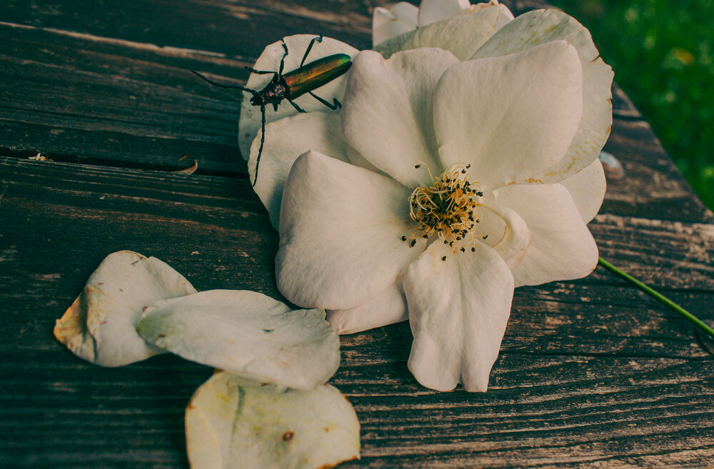 Photograph by Евгения Флиорчук