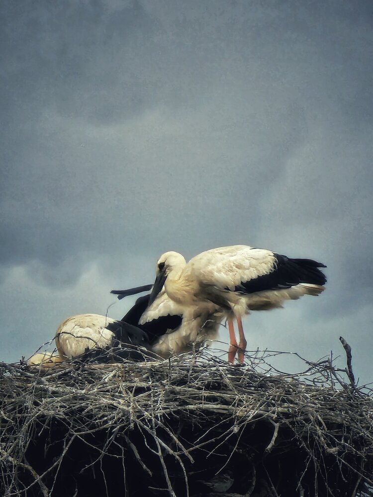 Photograph by Мария Рудаковская