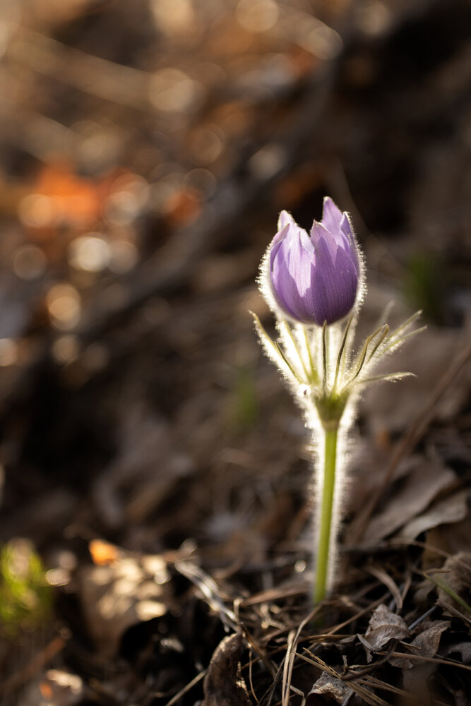 Photograph by Екатерина Пачина