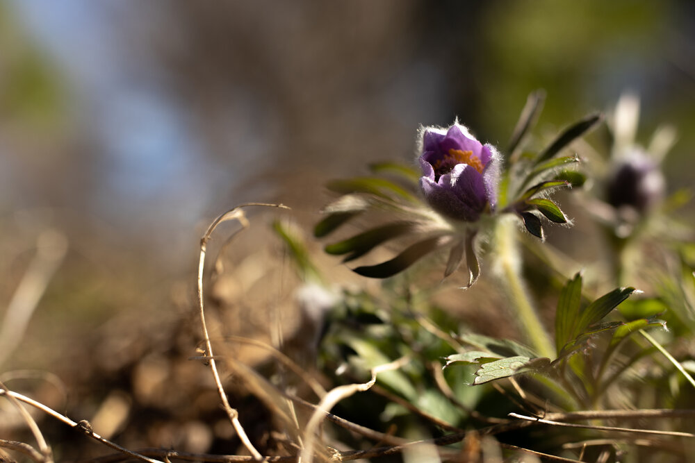 Photograph by Екатерина Пачина