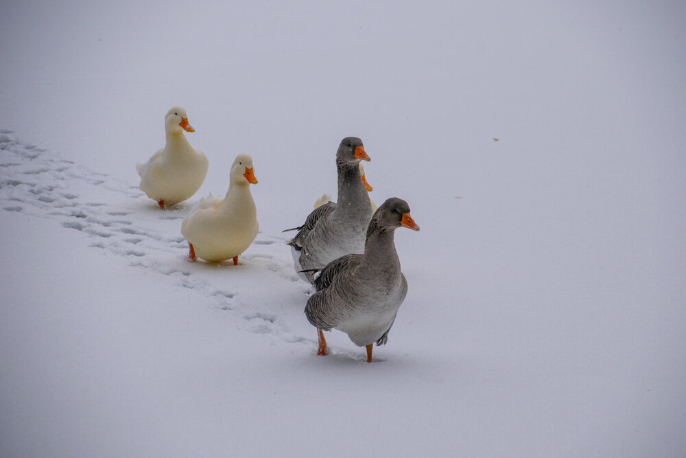 Photograph by Дмитрий Анисимов