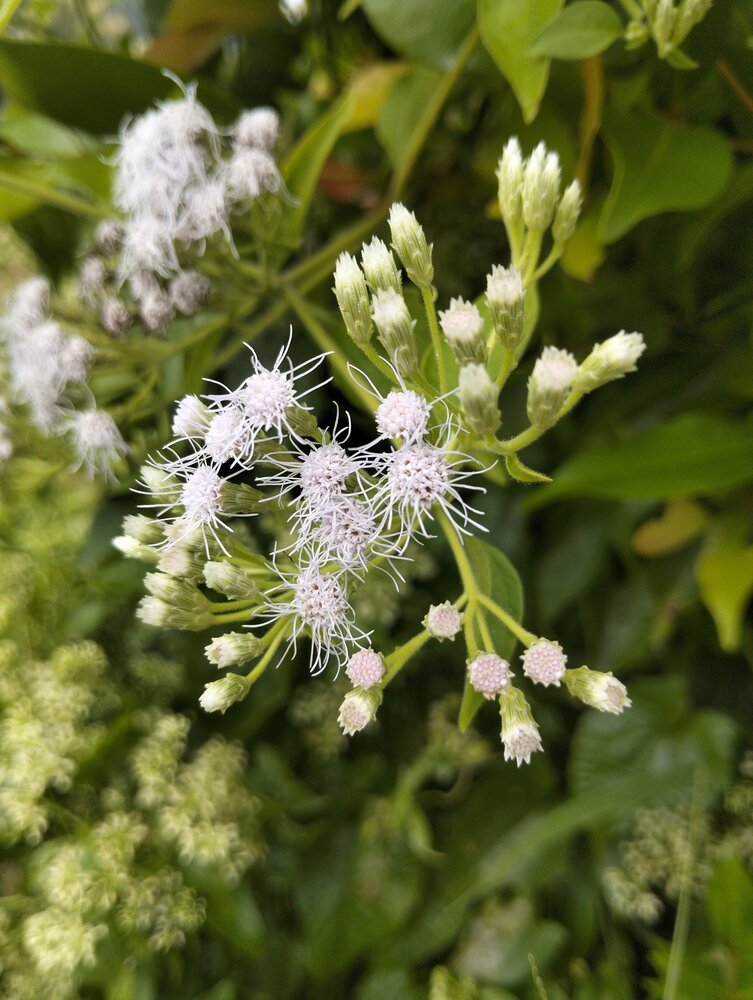 Wild white flowers
