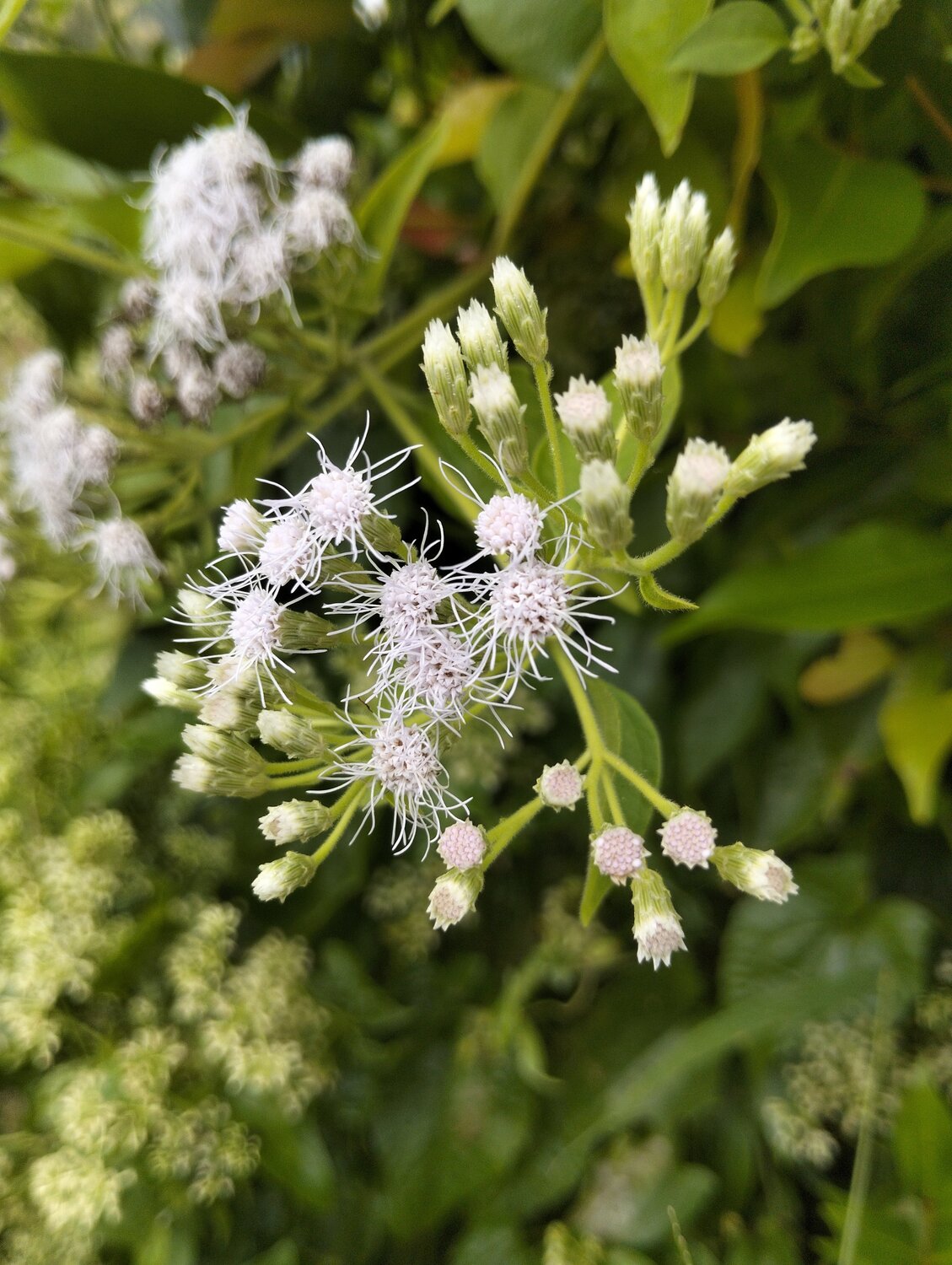 Wild white flowers