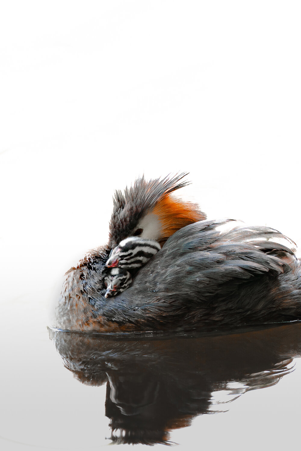 Photo #13873645
