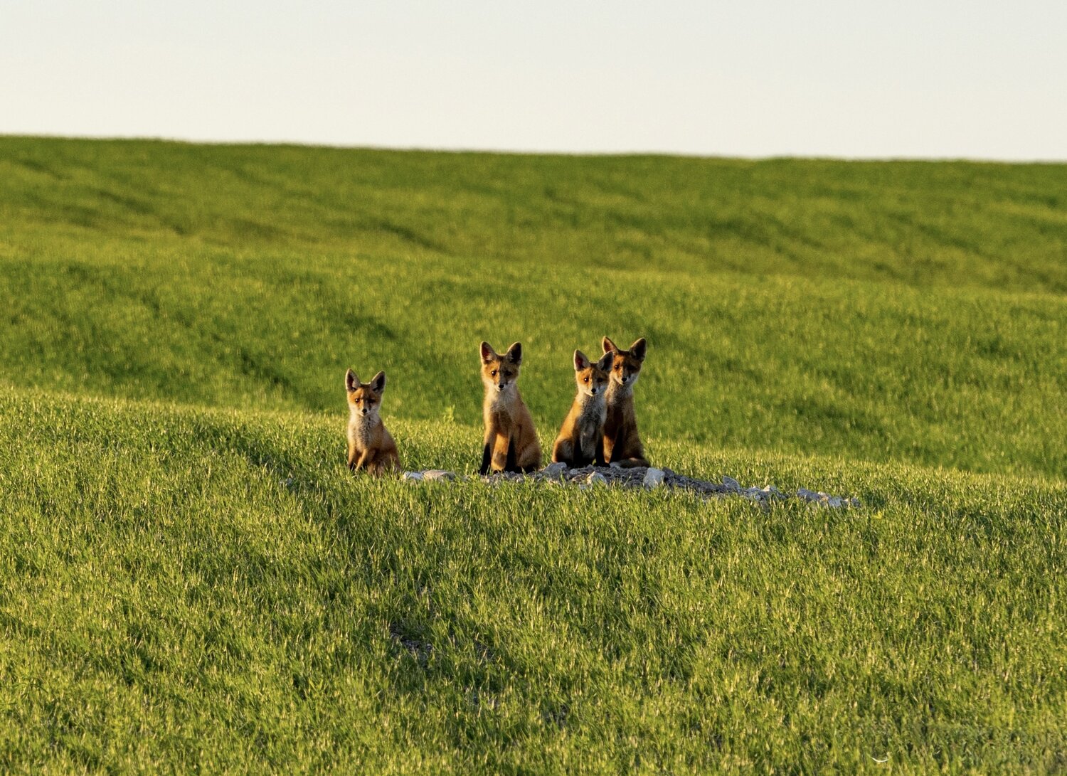 Photo #13873819