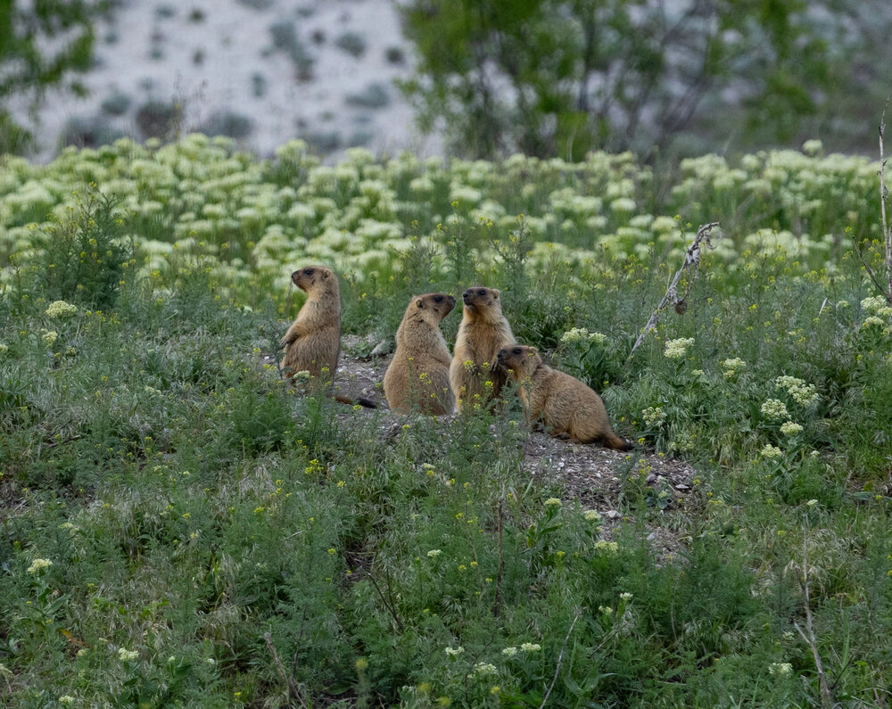 Photograph by Ирина Бабич
