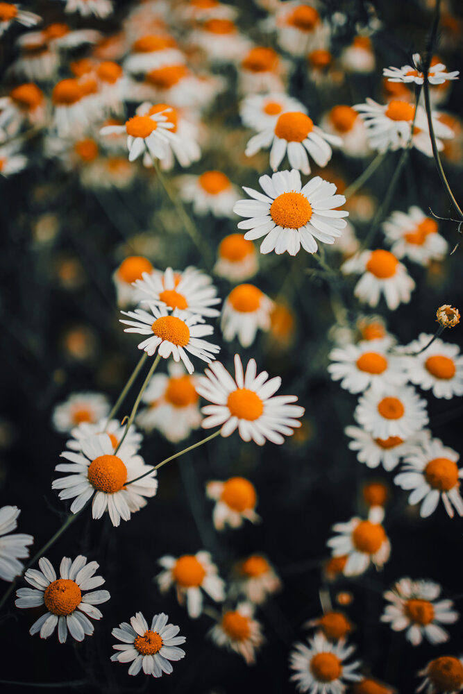 Photograph by Диана Минабутдинова
