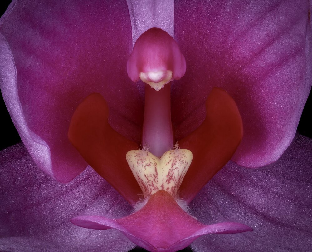 Photograph by Phat Huynh