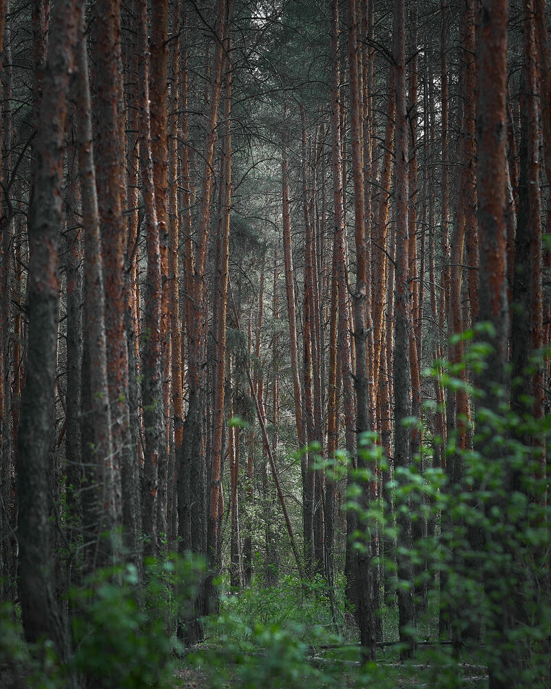 Photograph by Дмитрий Казачек