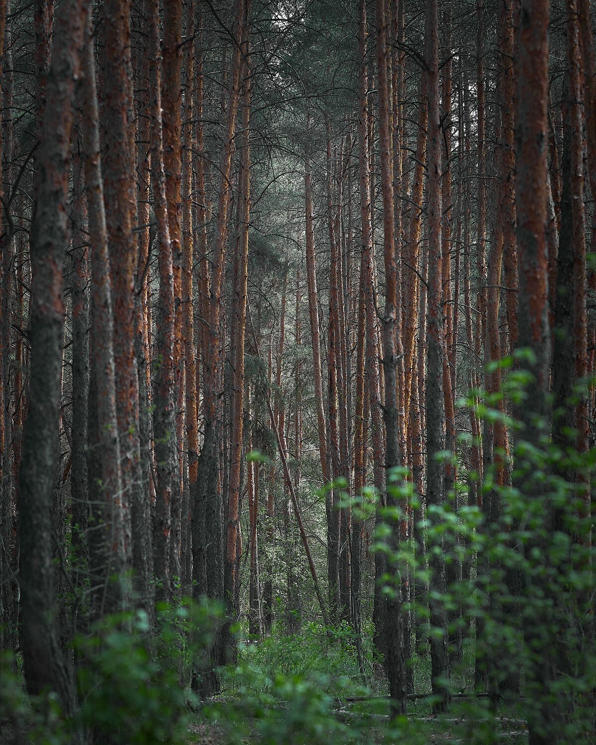 Photo #13873988