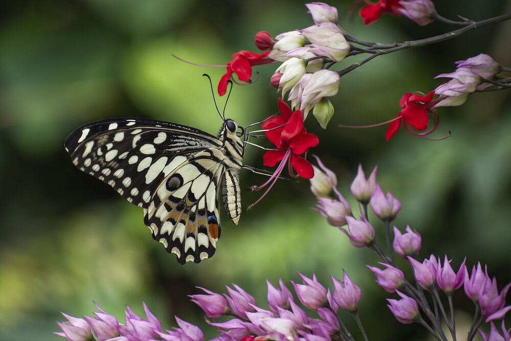 Photograph by Ömer Sarıtas