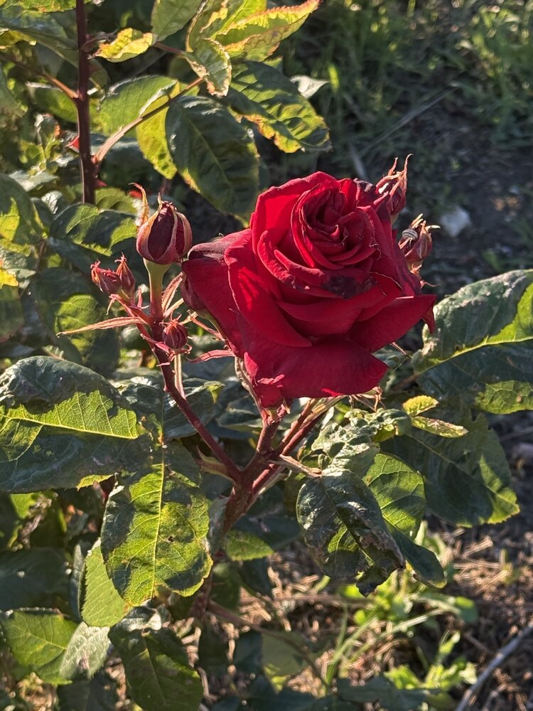 Фотография автора Зинаида Сергеева