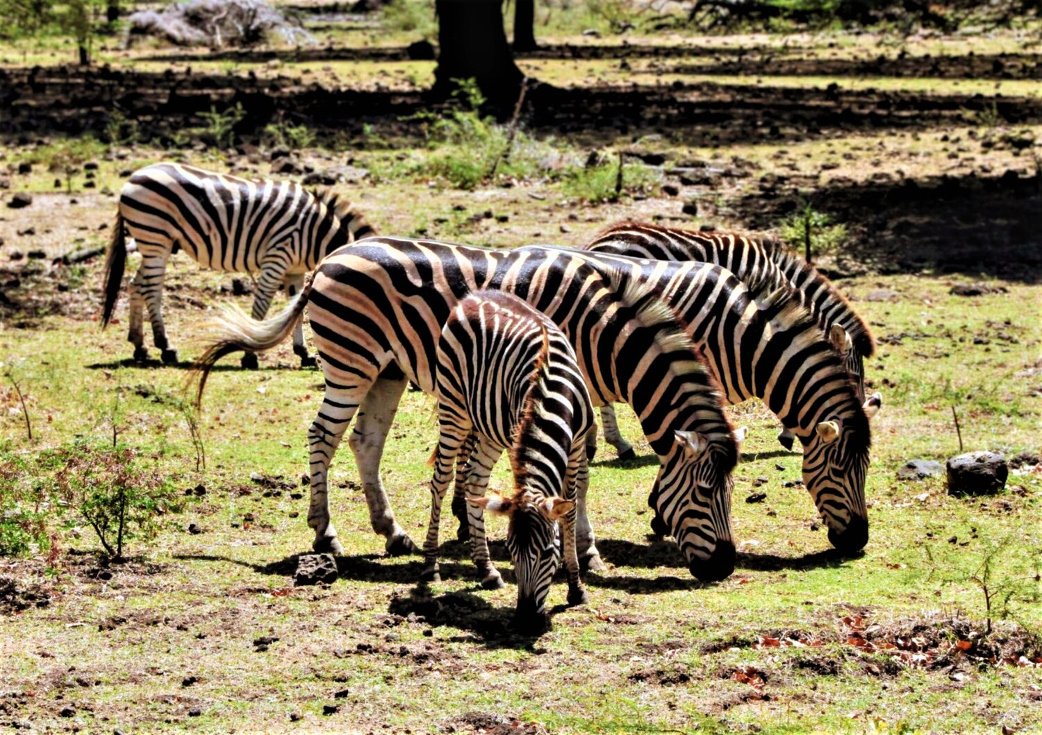 Silent Learning: A Protective Clan in the Heart of the Savanna Silent Learning: A Protective Clan in the Heart of the Savanna