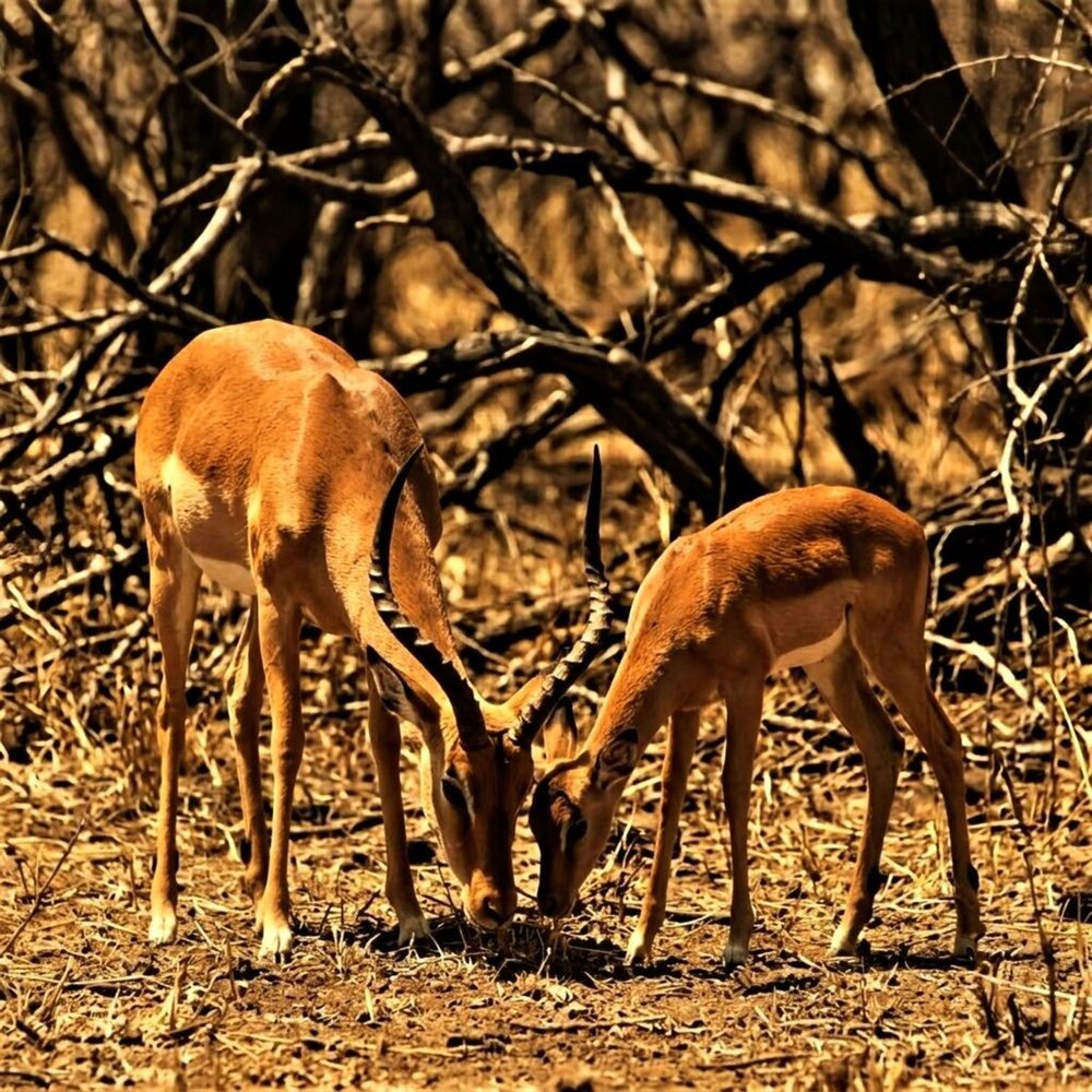 Instinct Watches Tender Complicity in the African Savanna