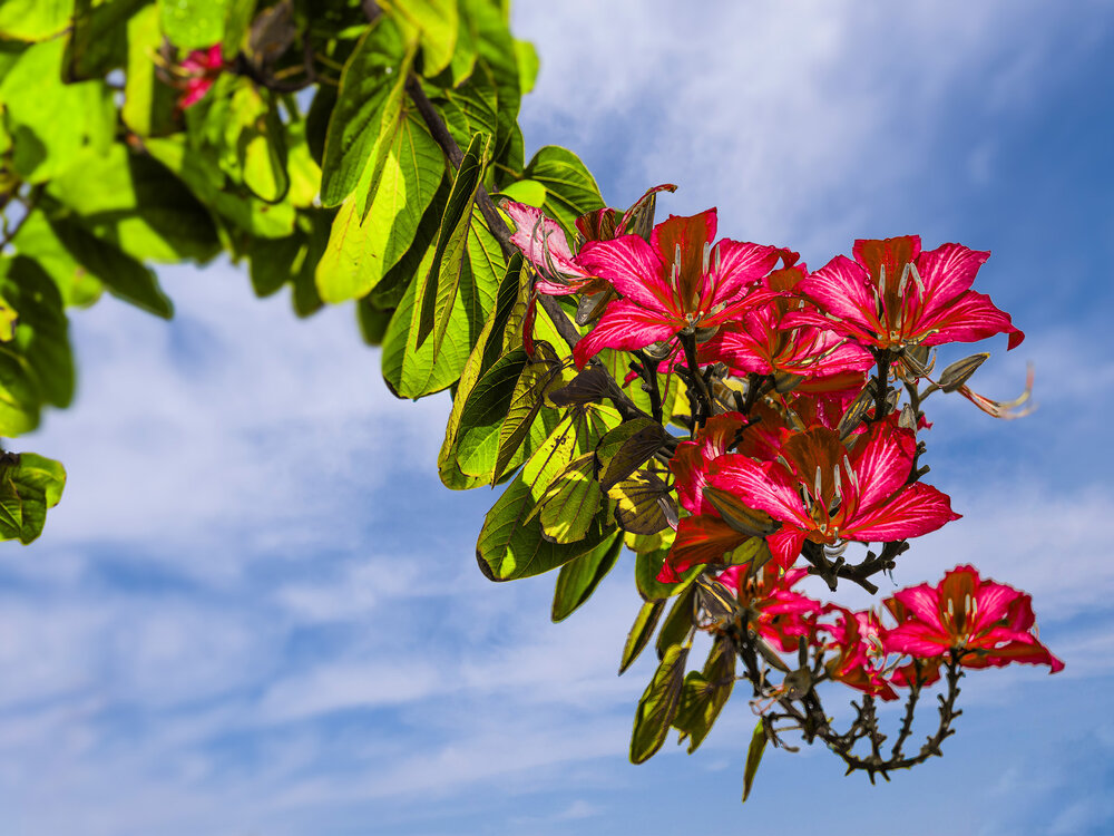 A Bouquet from the Tree / Букет от дерева
