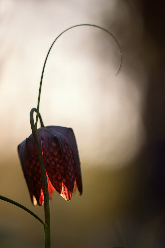 Photograph by Екатерина Молодкина