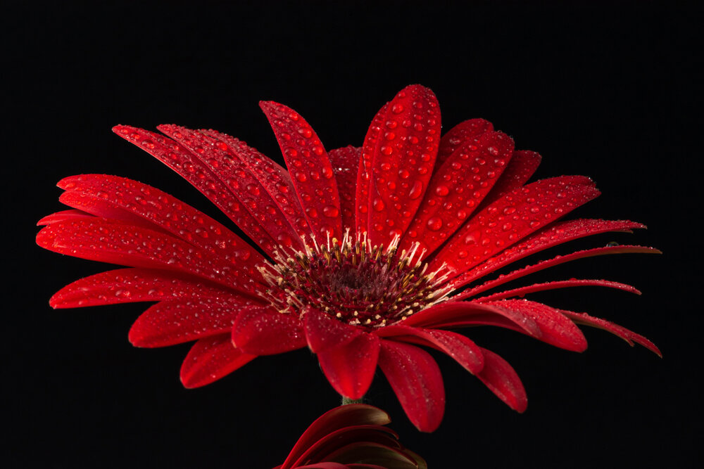 Photograph by Cristian Brancu