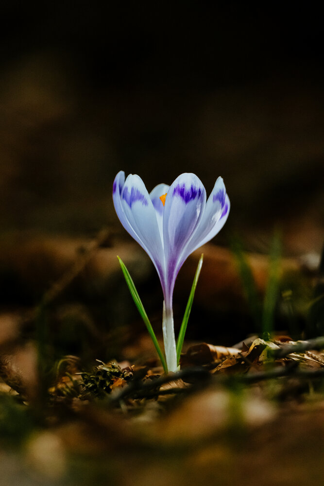 Photograph by Cristian Brancu