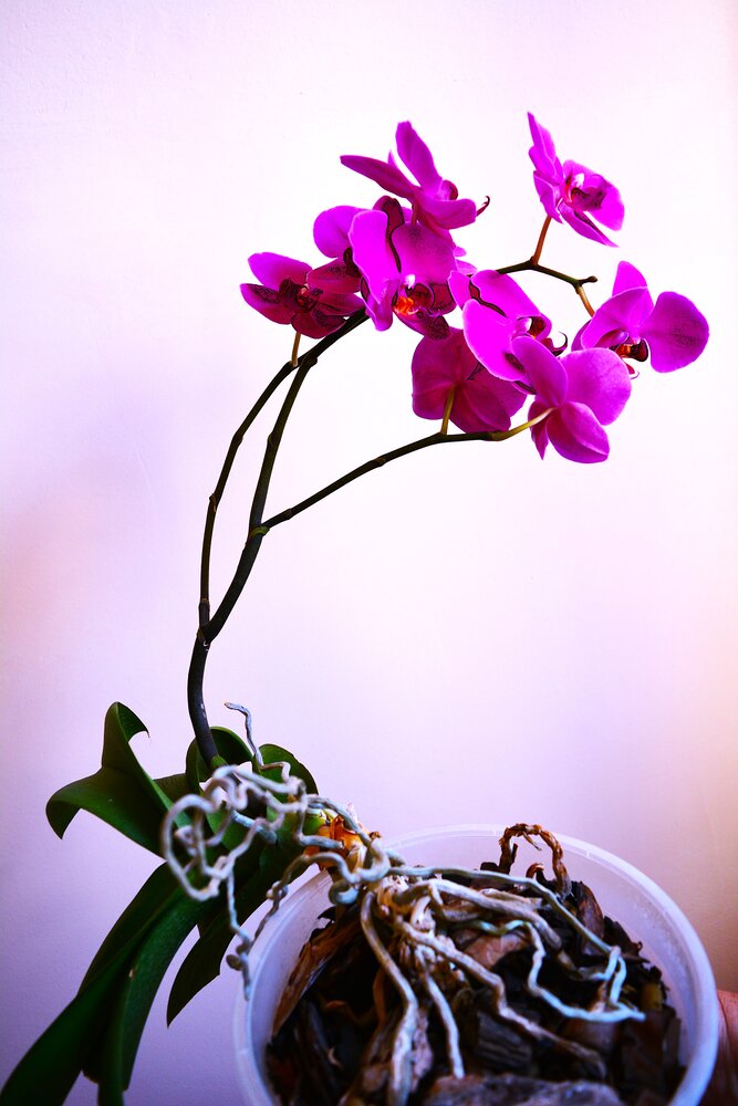 Photograph by Сергей Костин