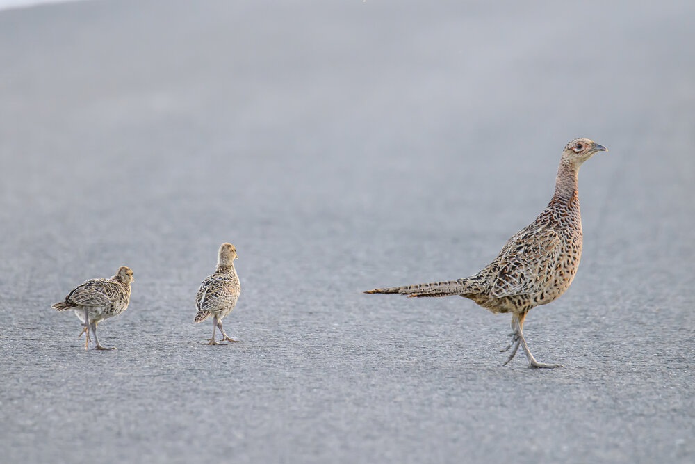 Photograph by Cristian Brancu