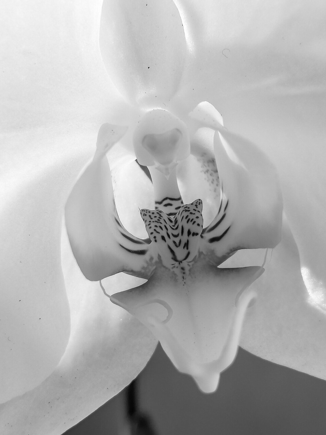 Photo #13874646