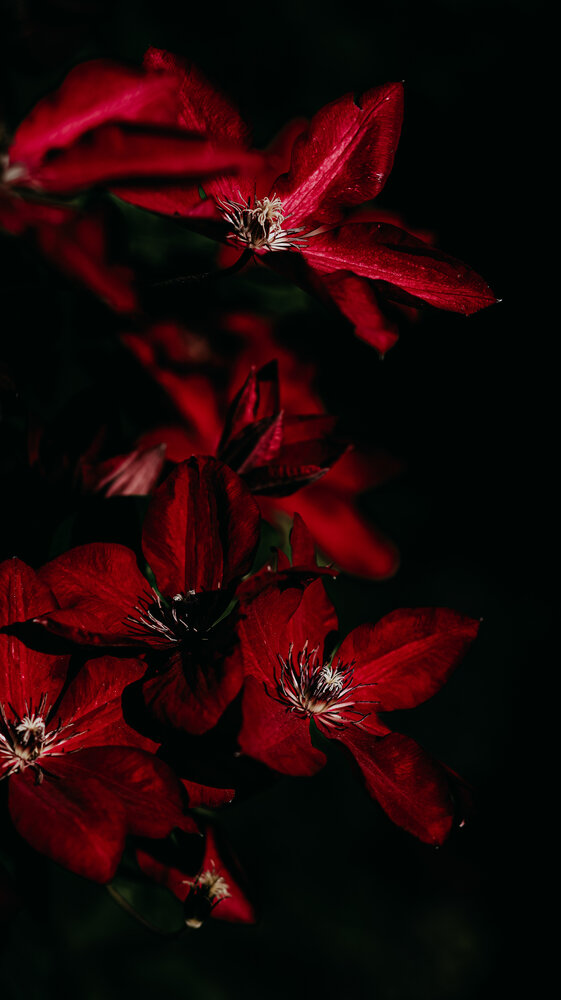 Photograph by Alisa Lisova