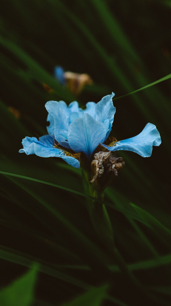 Photograph by Alisa Lisova