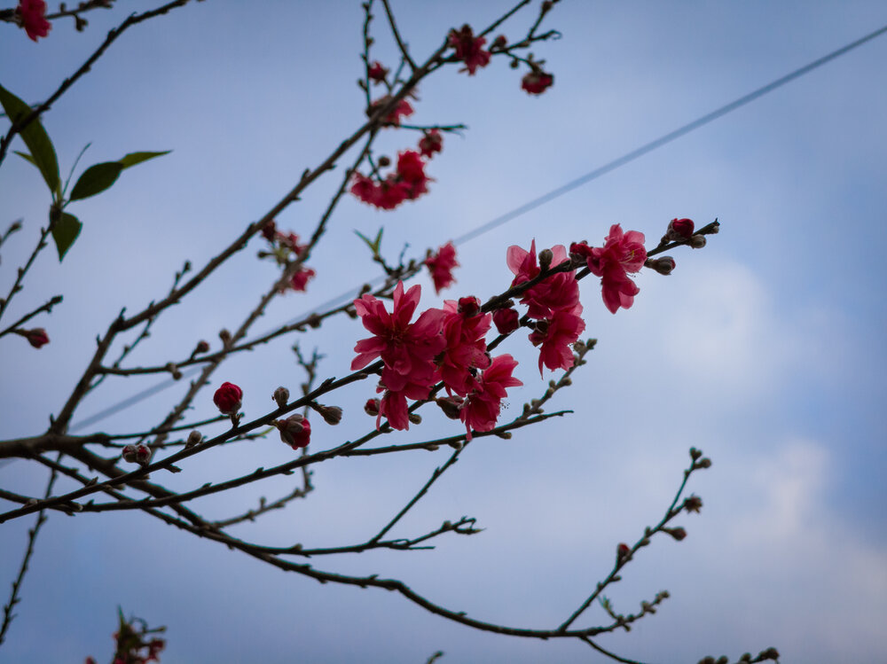 Photograph by DOAN TUAN
