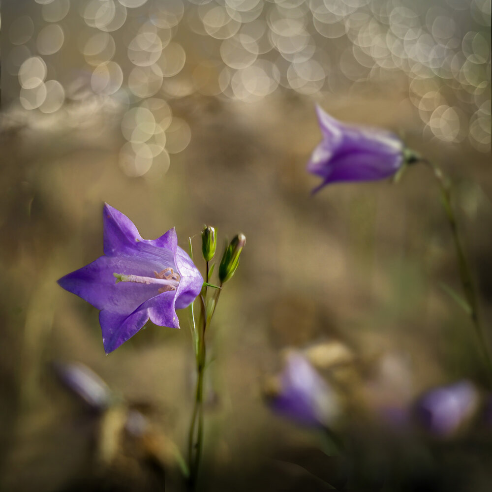 Photograph by Алексей Козлов