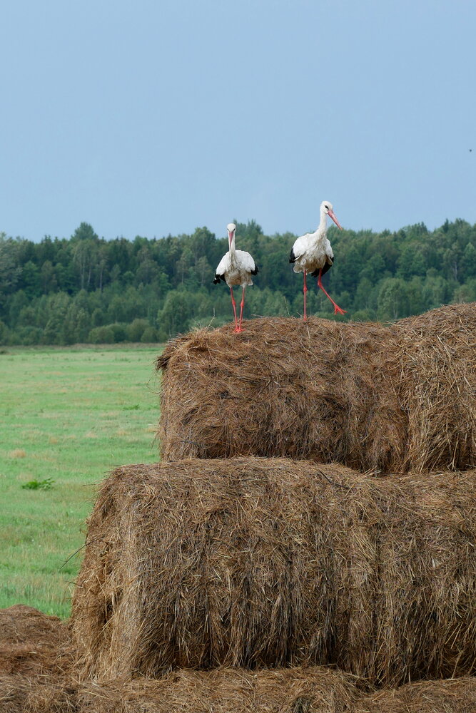 Photograph by Владимир Лобанов