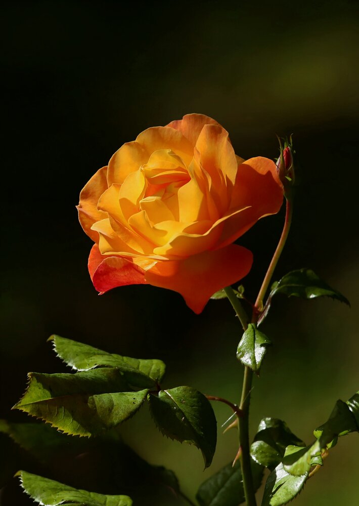 Photograph by Татьяна Слесарева