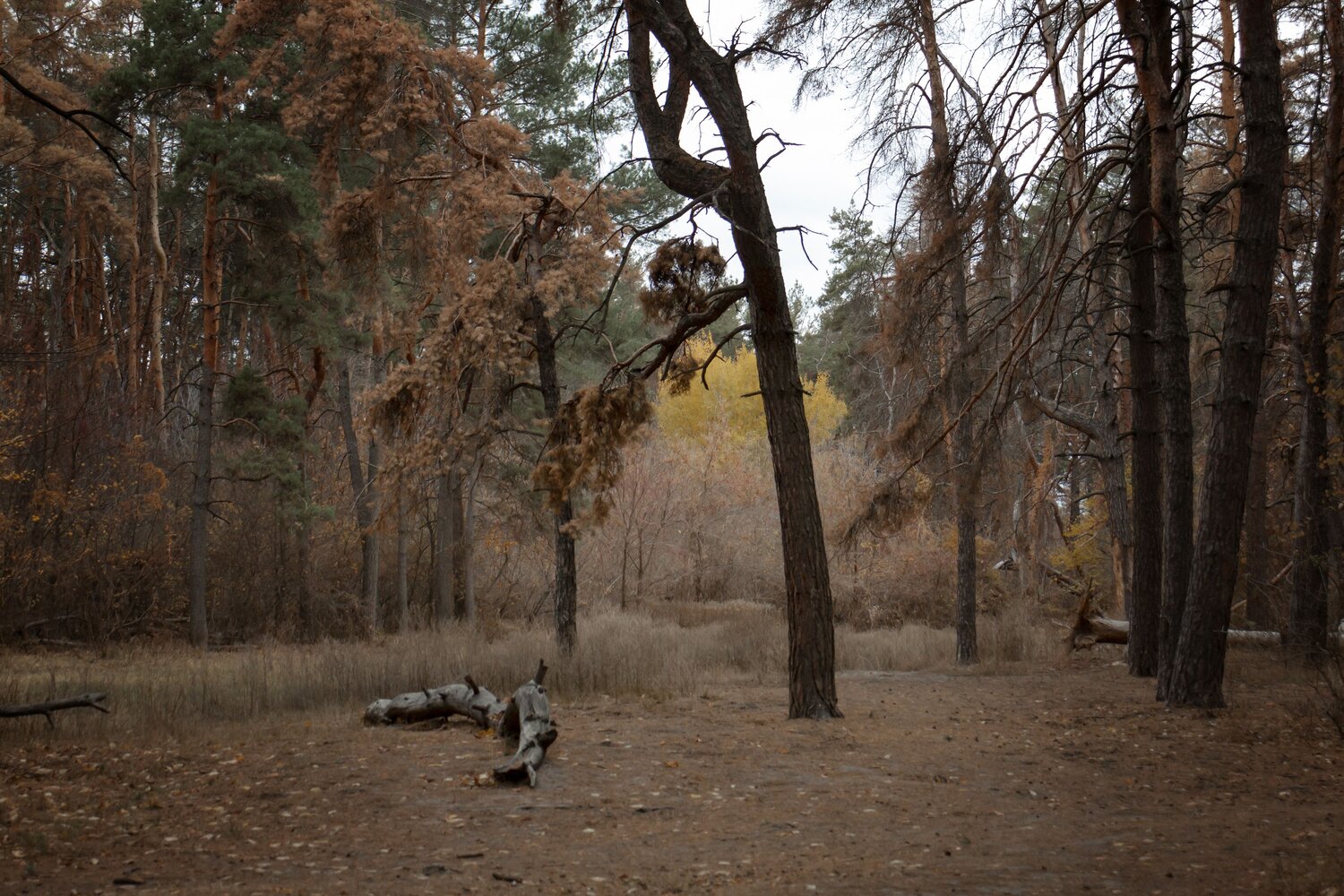 осенний бор особенно красив