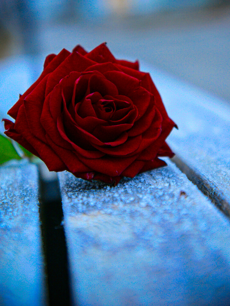 Photograph by Ирина Борисова
