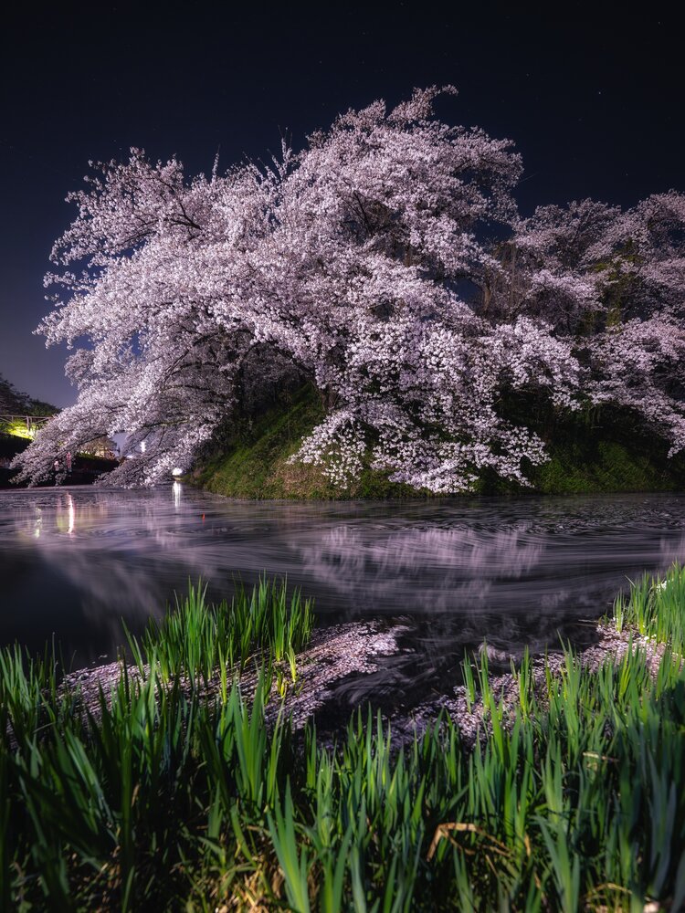 River of Falling Blossoms