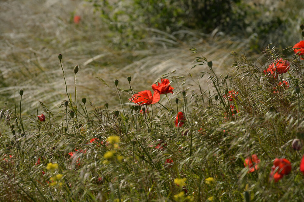 Photograph by Анжелика