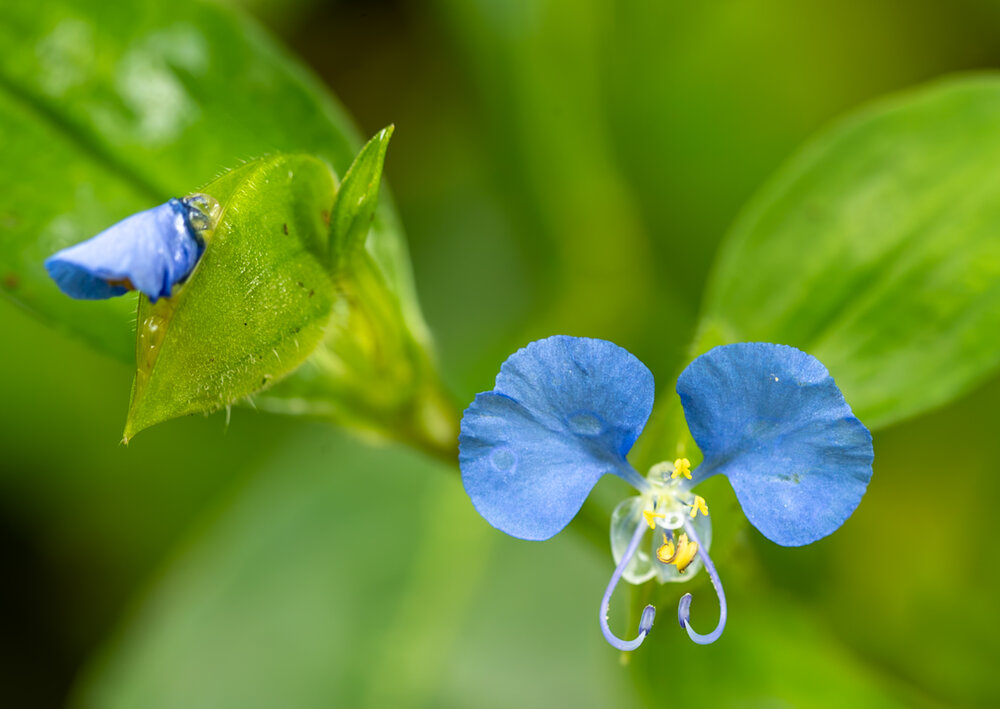 Blue whispers in the world on green