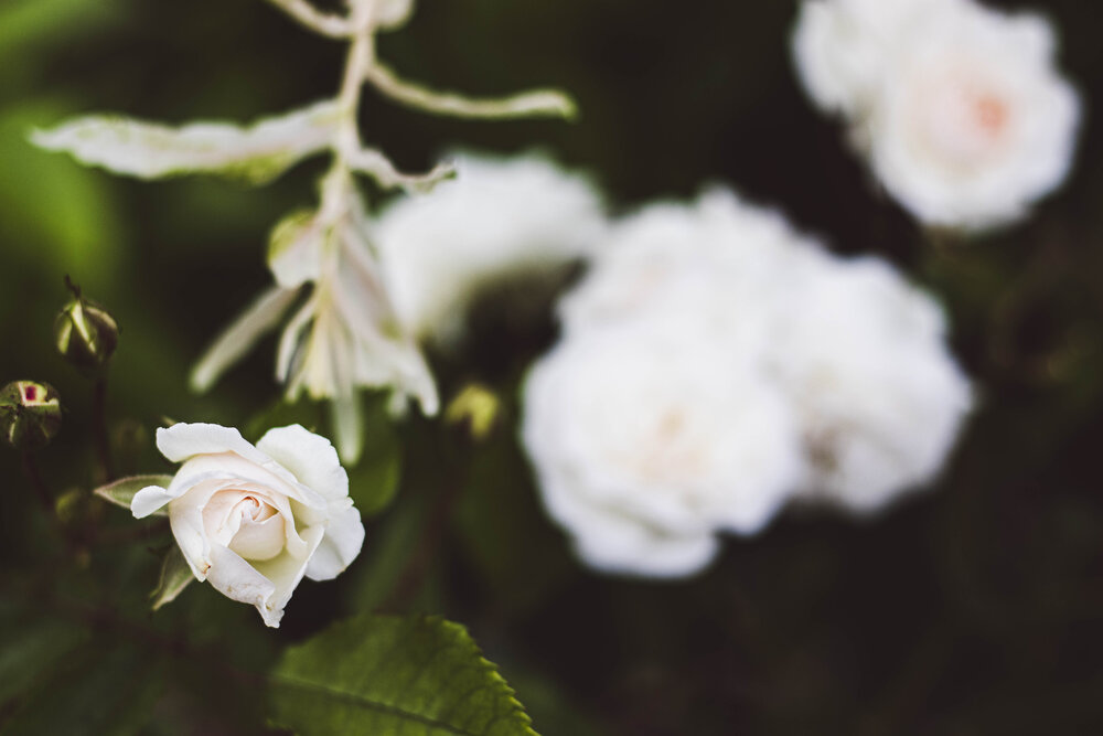 Photograph by Anna Gancheva