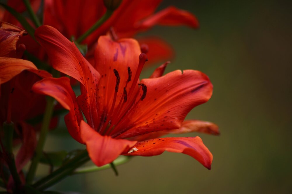 Photograph by Елена Наленч
