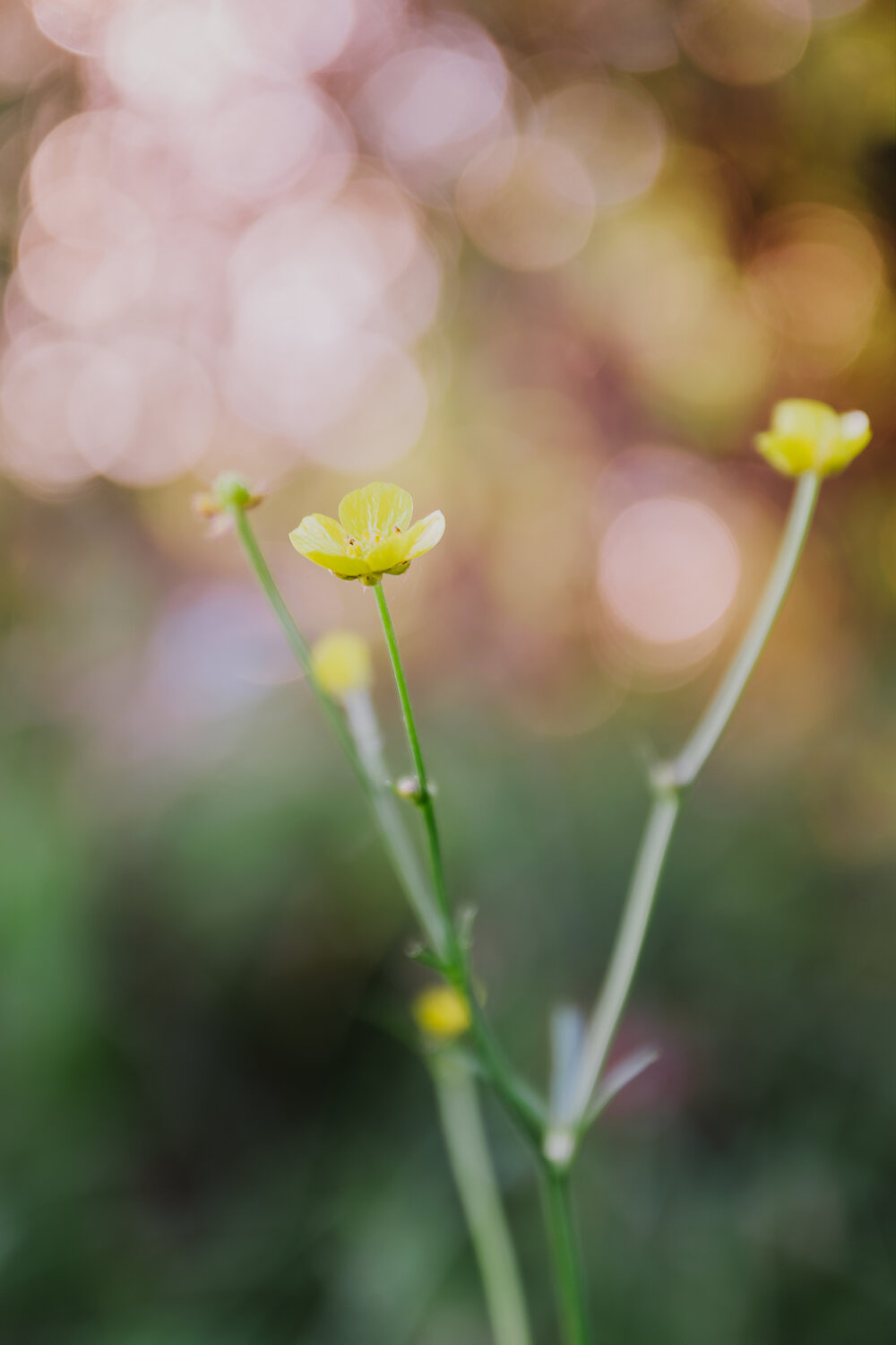 Photo #13875589