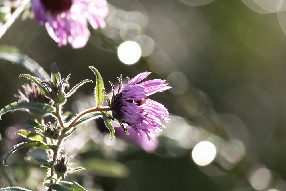 Photo #13875885