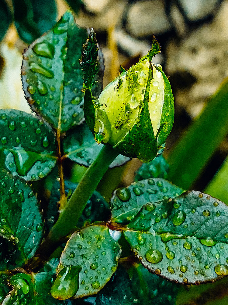 Photograph by Зульфия Вакилова