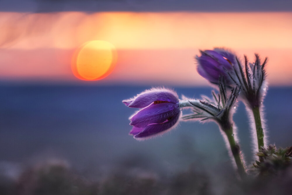 Photograph by Дмитренко Екатерина