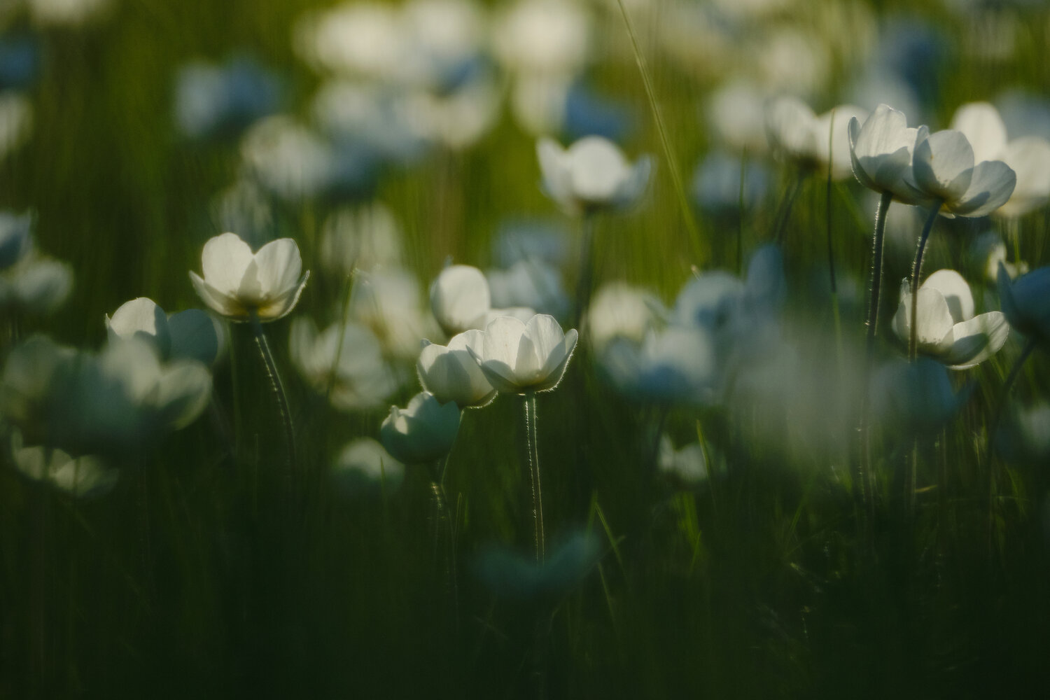 Photo #13876083