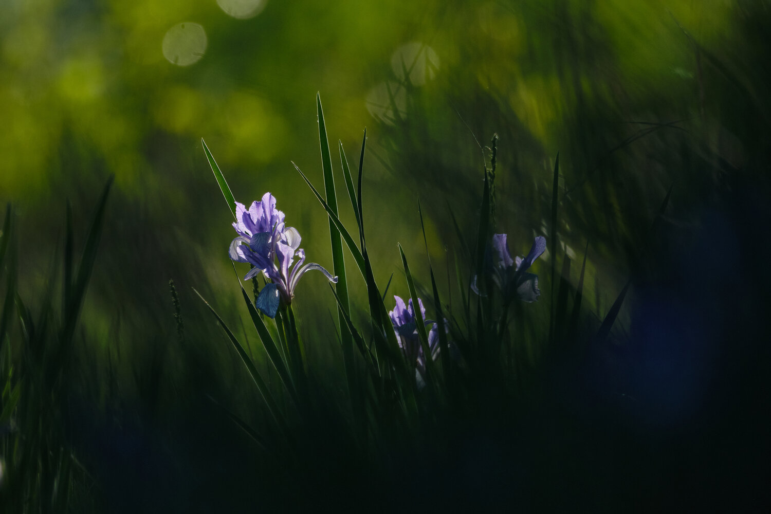 Photo #13876084
