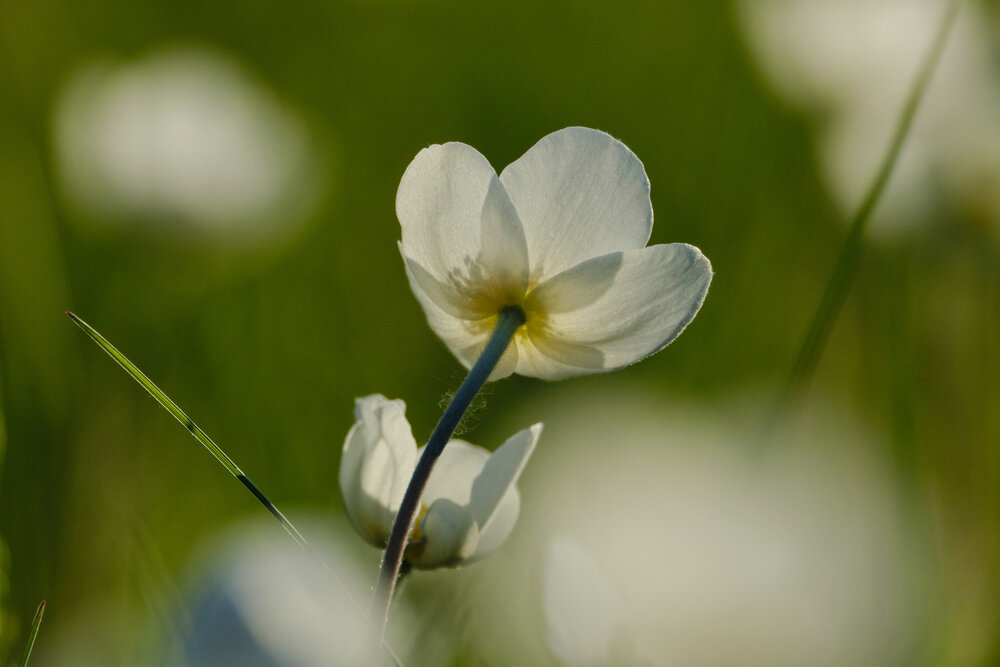 Photograph by Константин Белоногов