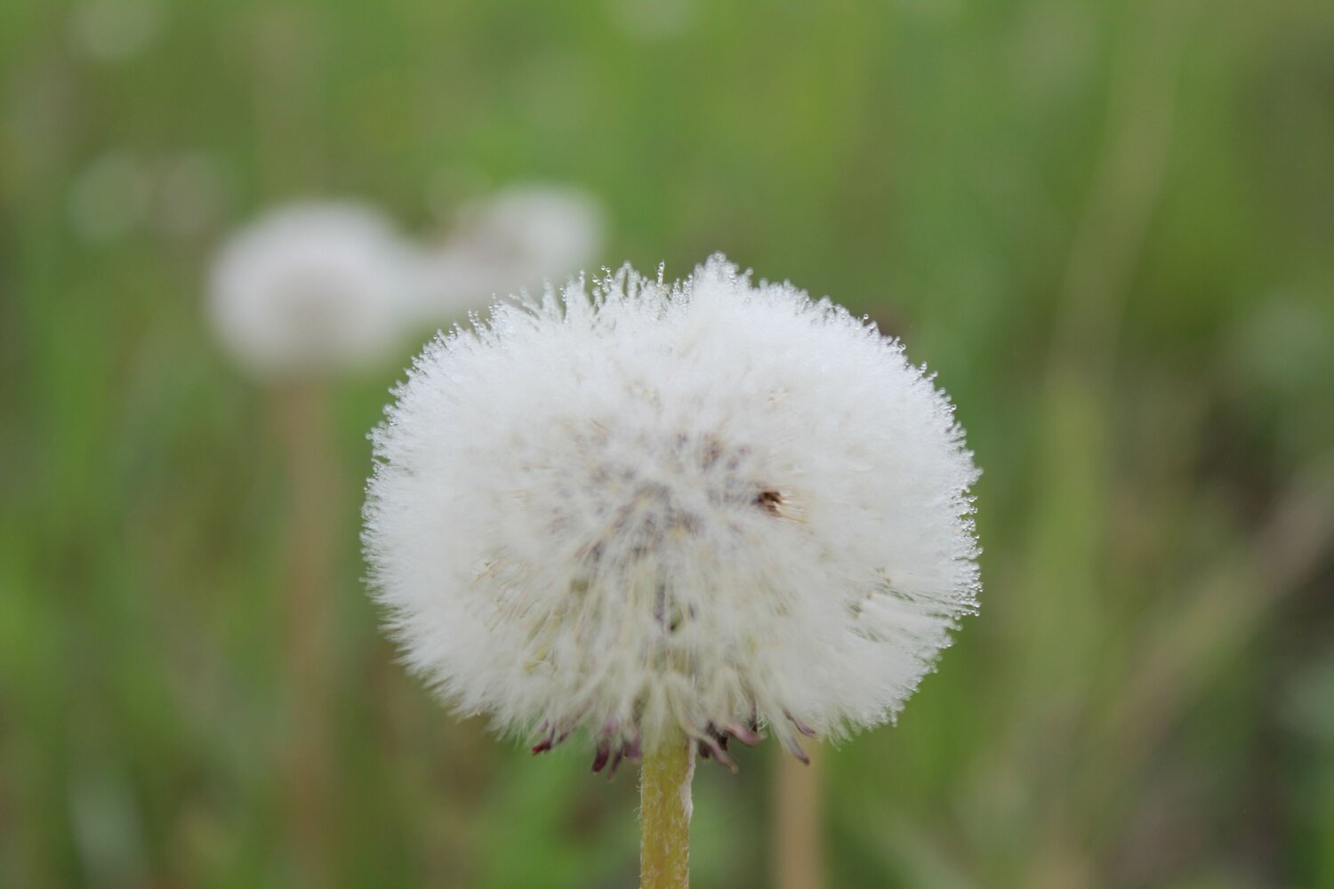Photo #13876207